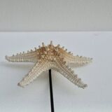 Cabinet of natural starfish curiosities on shell marble base