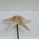 Cabinet of natural starfish curiosities on shell marble base