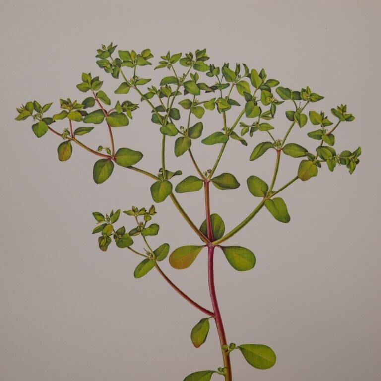 Set of 2 botanical plates Omblette and Orobranche du trèfle