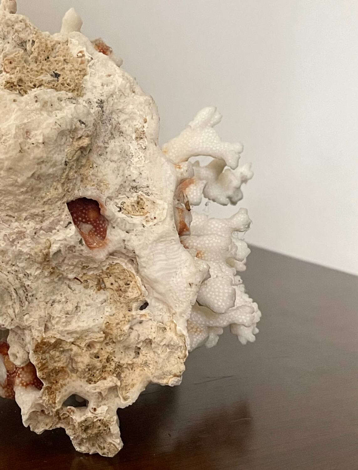 Natural branching coral.