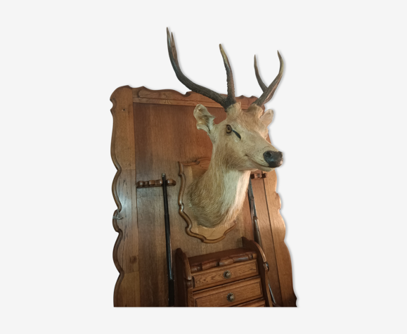 Hunting Trophy