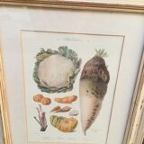 Framed botanical board, vegetables