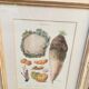 Framed botanical board, vegetables