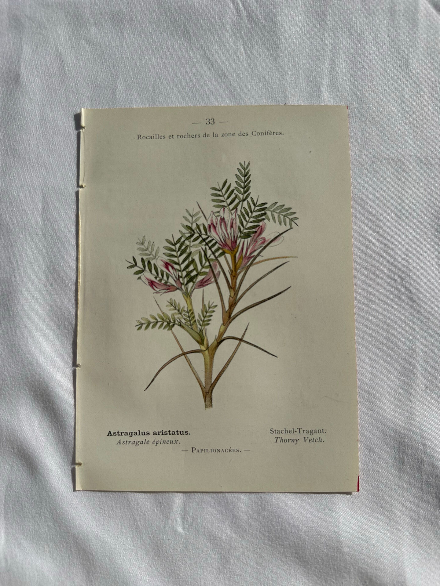 Planche Naturaliste – Gravure botanique ancienne 19eme  recto verso