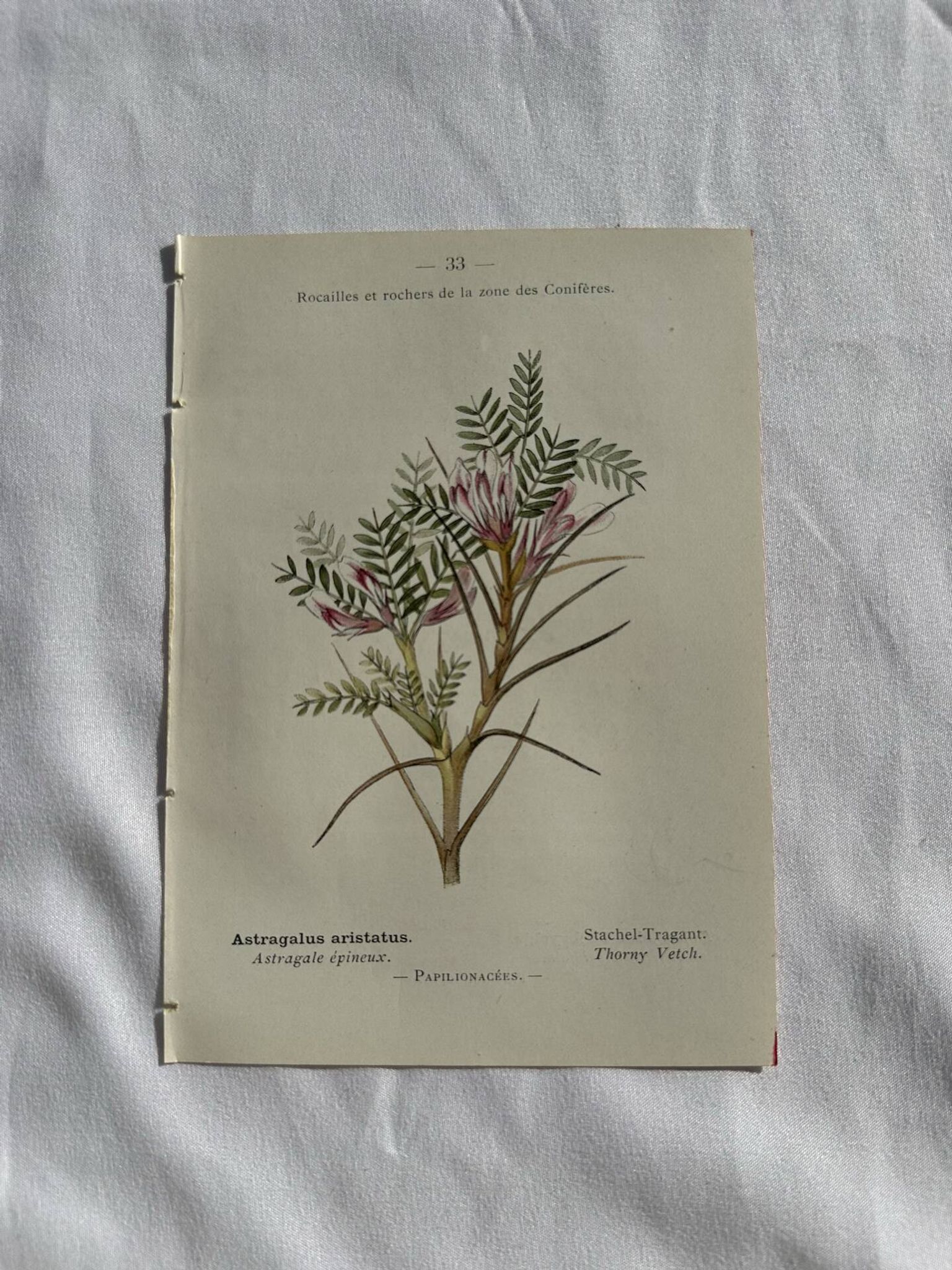Planche Naturaliste – Gravure botanique ancienne 19eme  recto verso