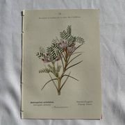 Planche Naturaliste – Gravure botanique ancienne 19eme  recto verso
