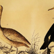Planche ornithologique originale " Pélican - Cormoran - &c... Buffon 1837