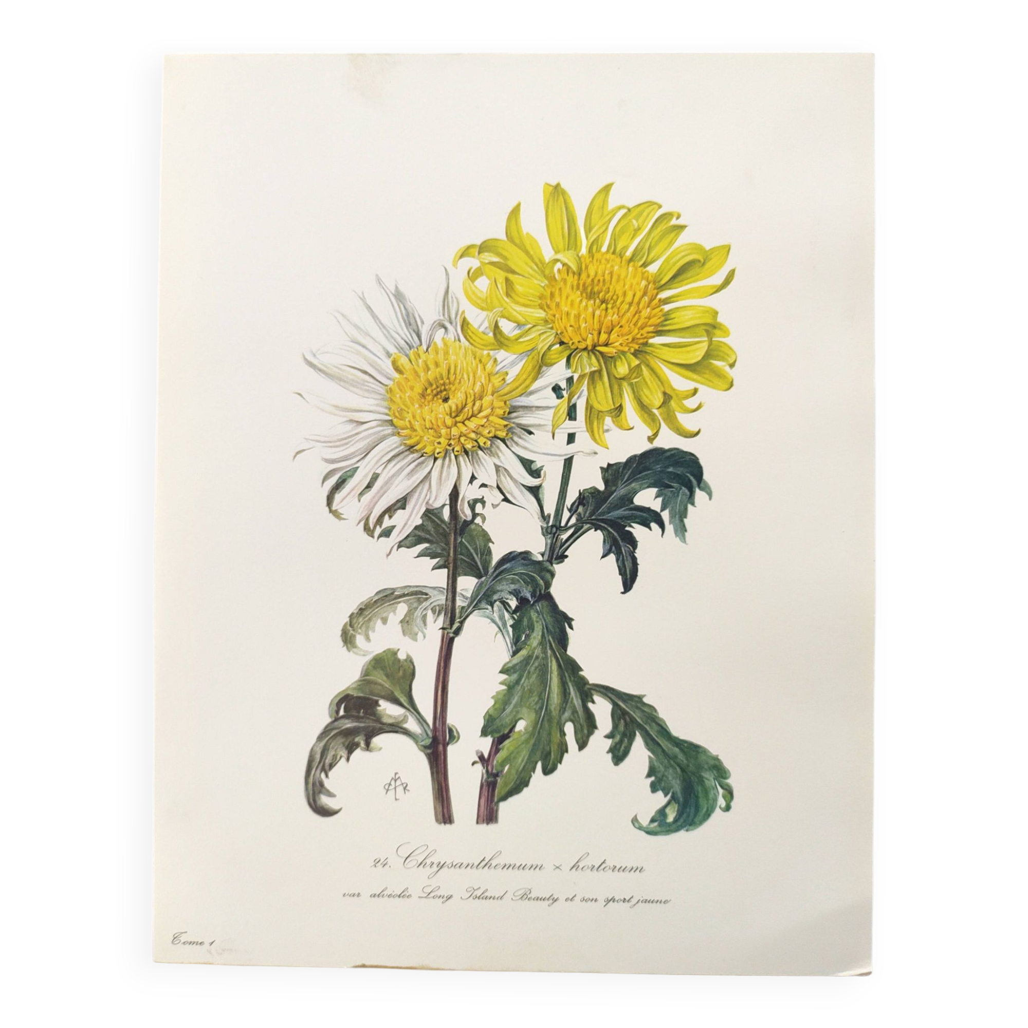 Vintage botanical plate from 1962 - Honeycomb Chrysanthemum - Plant engraving - Watercolor M.Rollinat