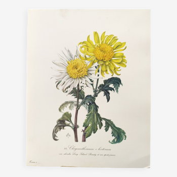Planche botanique vintage de 1962 - Chrysanthème Alvéolée - Gravure de plante - Aquarelle M.Rollinat
