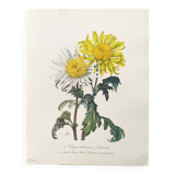 Vintage botanical plate from 1962 - Honeycomb Chrysanthemum - Plant engraving - Watercolor M.Rollinat