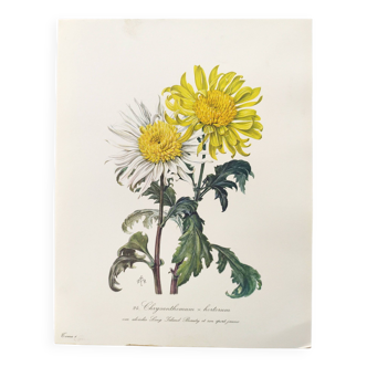 Vintage botanical plate from 1962 - Honeycomb Chrysanthemum - Plant engraving - Watercolor M.Rollinat