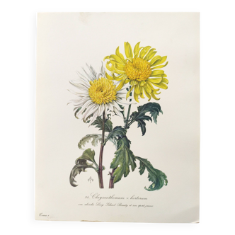 Planche botanique vintage de 1962 - Chrysanthème Alvéolée - Gravure de plante - Aquarelle M.Rollinat
