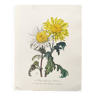 Vintage botanical plate from 1962 - Honeycomb Chrysanthemum - Plant engraving - Watercolor M.Rollinat