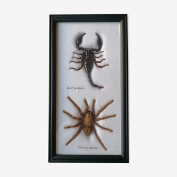 Scorpio tarantula taxidermy