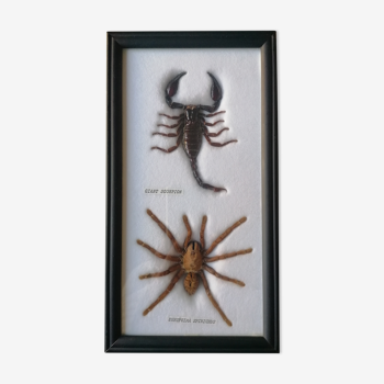Scorpion mygale taxidermie