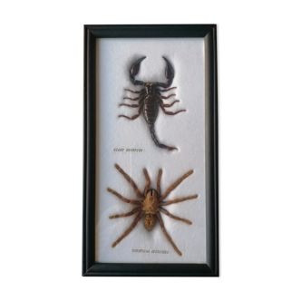 Scorpio tarantula taxidermy