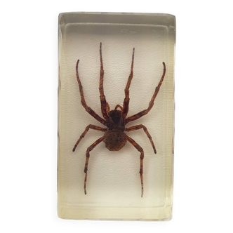 Resin inclusion insect - Japanese devil spider curiosity - n°35