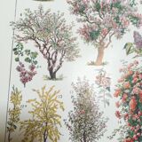 Lithograph on garden trees "cedar"