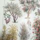 Lithograph on garden trees "cedar"