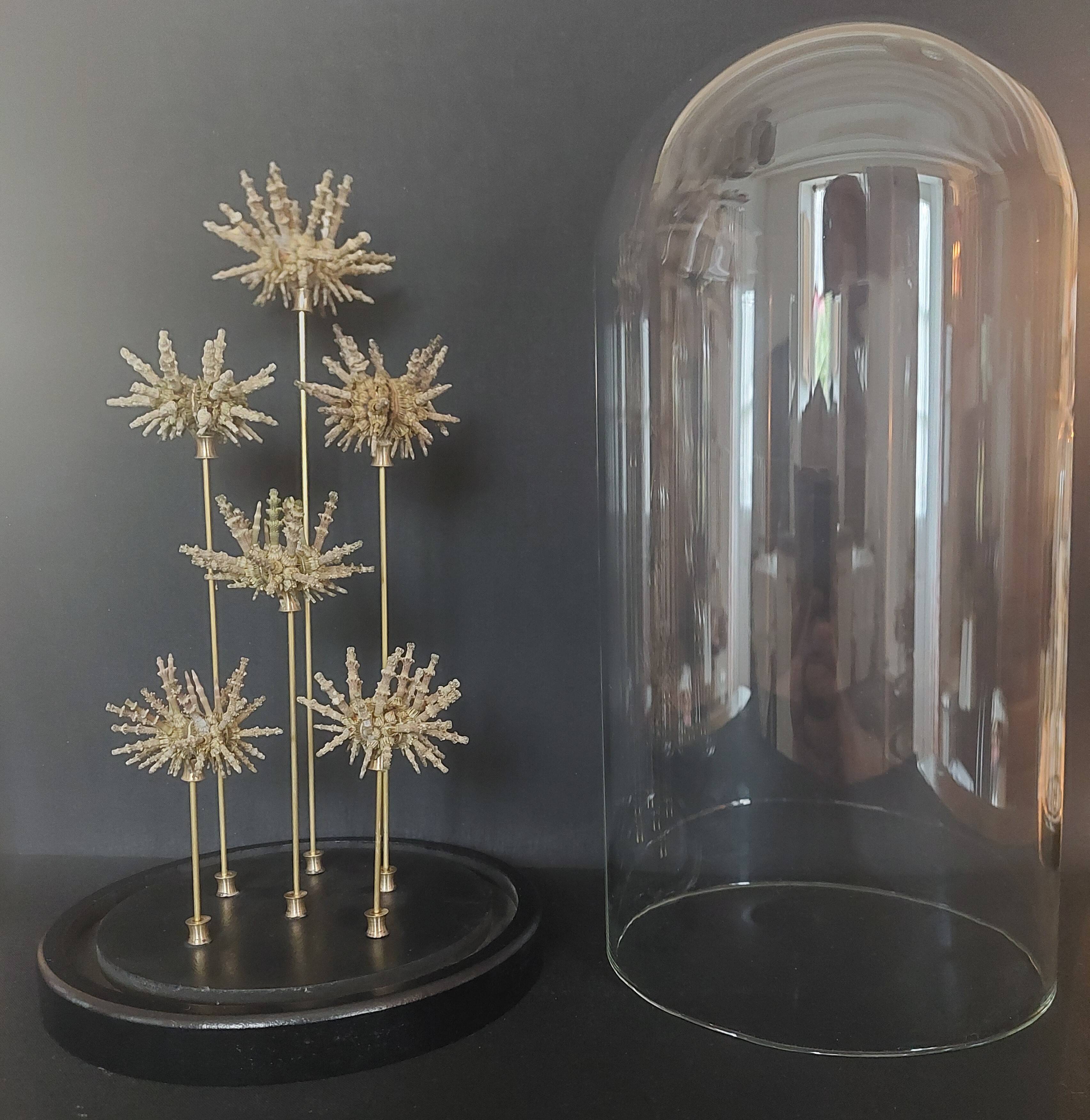 Cabinet of Curiosities globe with sea urchins Plococidaris verticillata