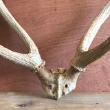 Massacre  woods deer vintage 6 trophy hunting horns