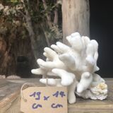 Elkhorn Coral