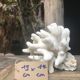 Corail Elkhorn
