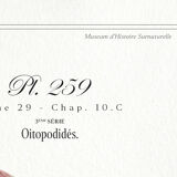 Chimera lithograph animal engraving - the pink flamoulpe