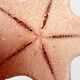 Authentic naturalized starfish