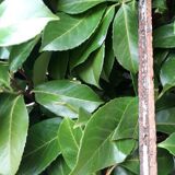 Industrial arched metal windows L73xH110 19th century glass roof