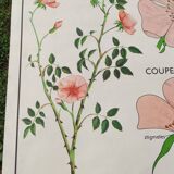 Botanical school poster Montmorillon 15 & 16