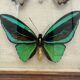 Vintage butterflies frame