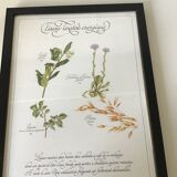 Gravure botanique précieuses tisanes encadree