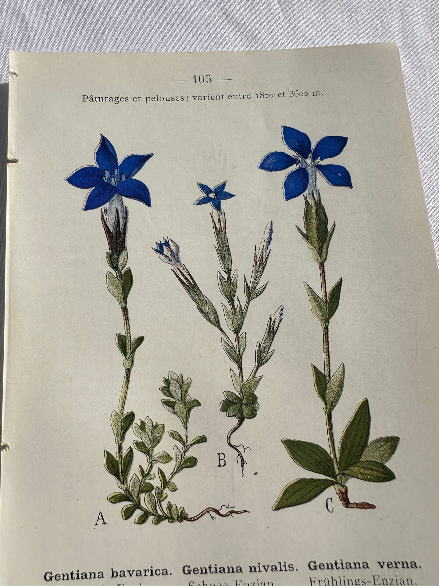 Naturalist Plate – 19th Century Botanical Engraving, Double-Sided
