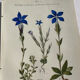 Naturalist Plate – 19th Century Botanical Engraving, Double-Sided