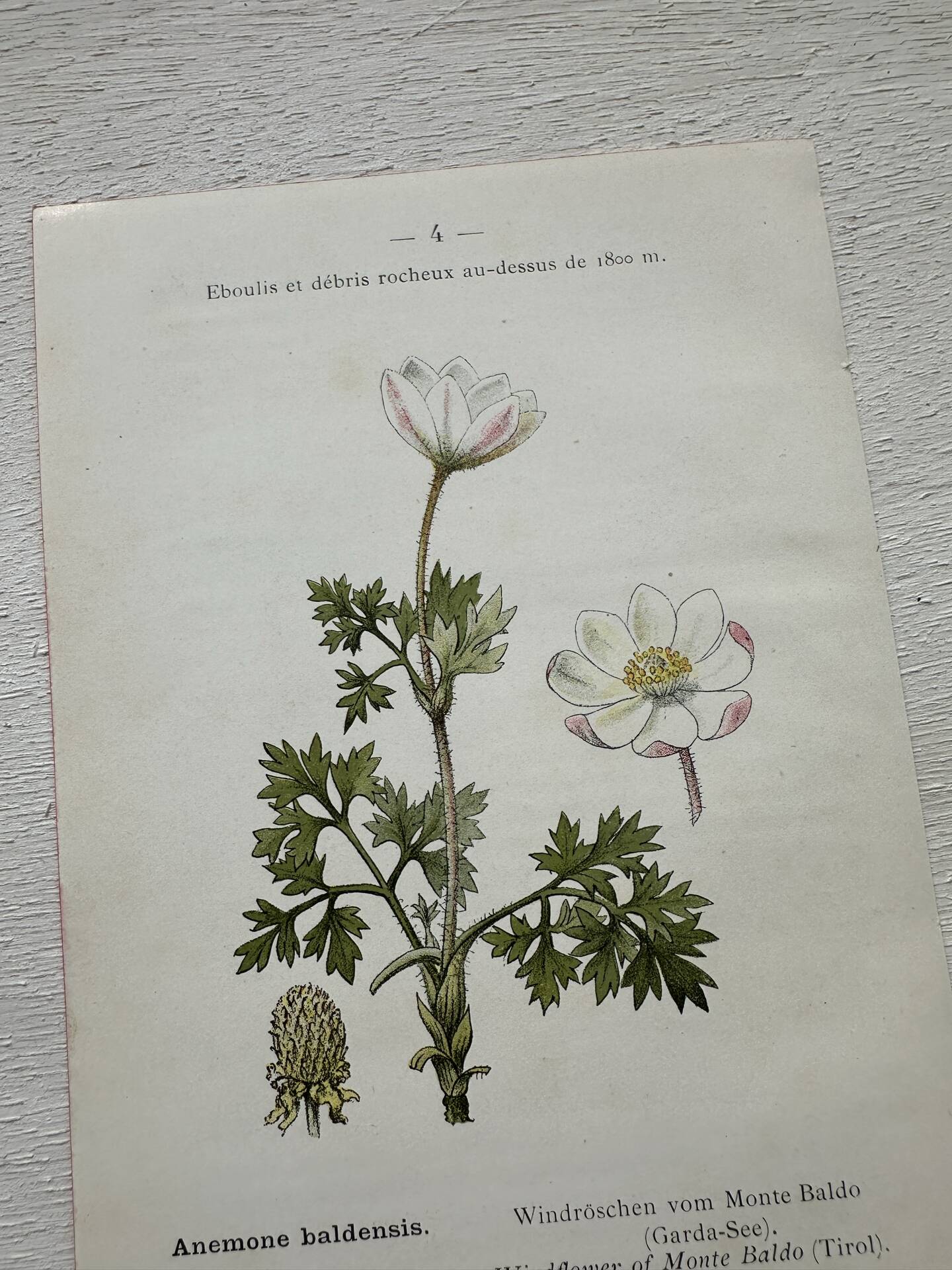 Botanical Plate 1800 Old Naturalist Engraving 19th Century Double-Sided