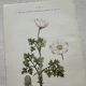 Botanical Plate 1800 Old Naturalist Engraving 19th Century Double-Sided