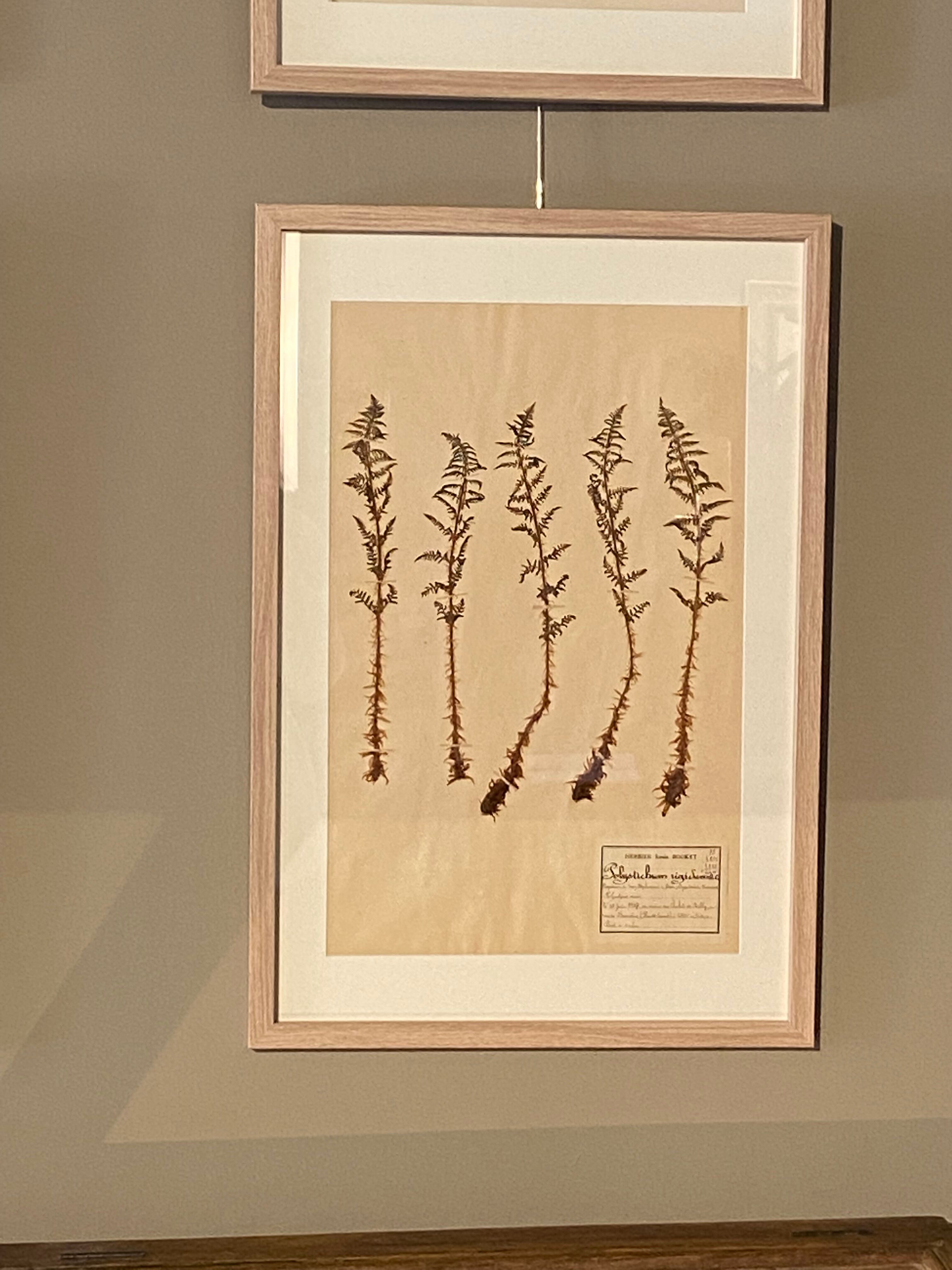 Old herbarium of Louis Bouket