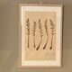 Old herbarium of Louis Bouket