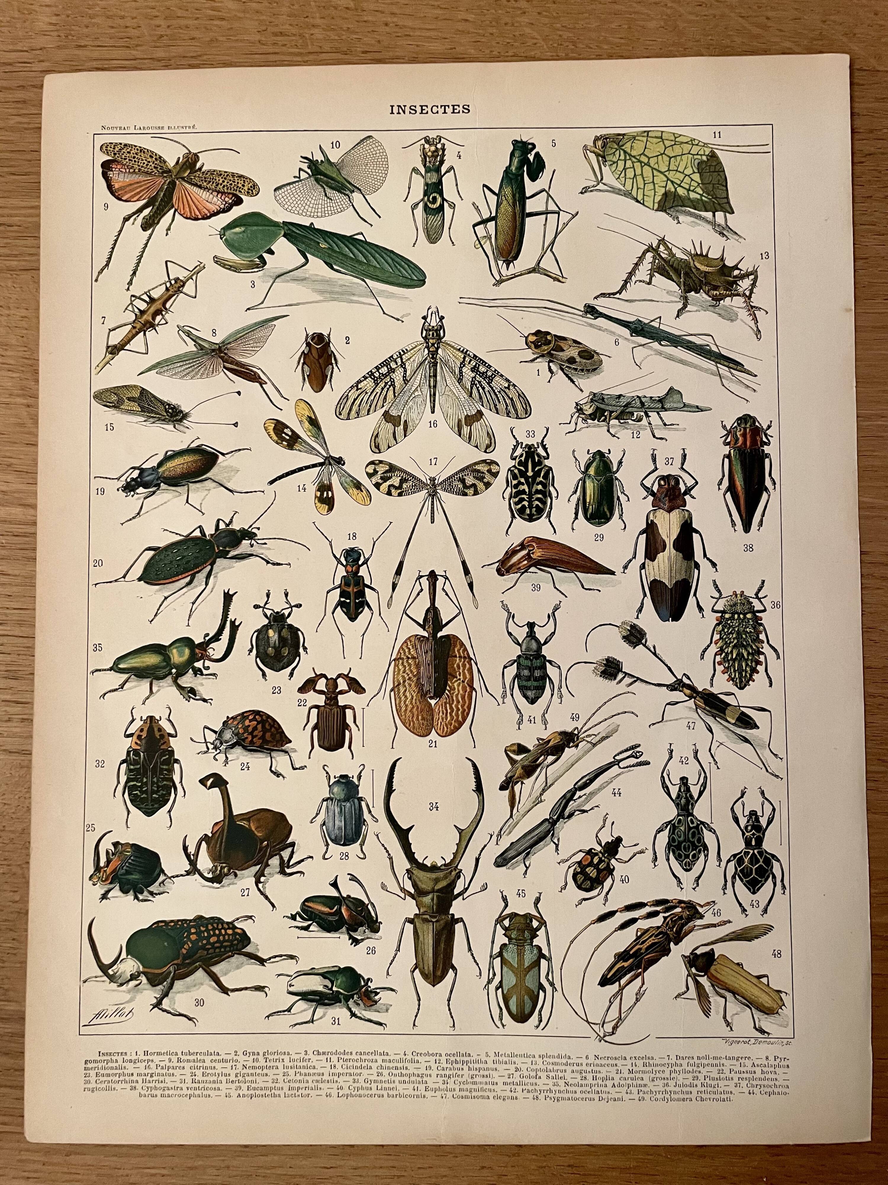 Lithograph on insects (horetica tuberculata) - 1900
