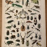 Lithograph on insects (horetica tuberculata) - 1900