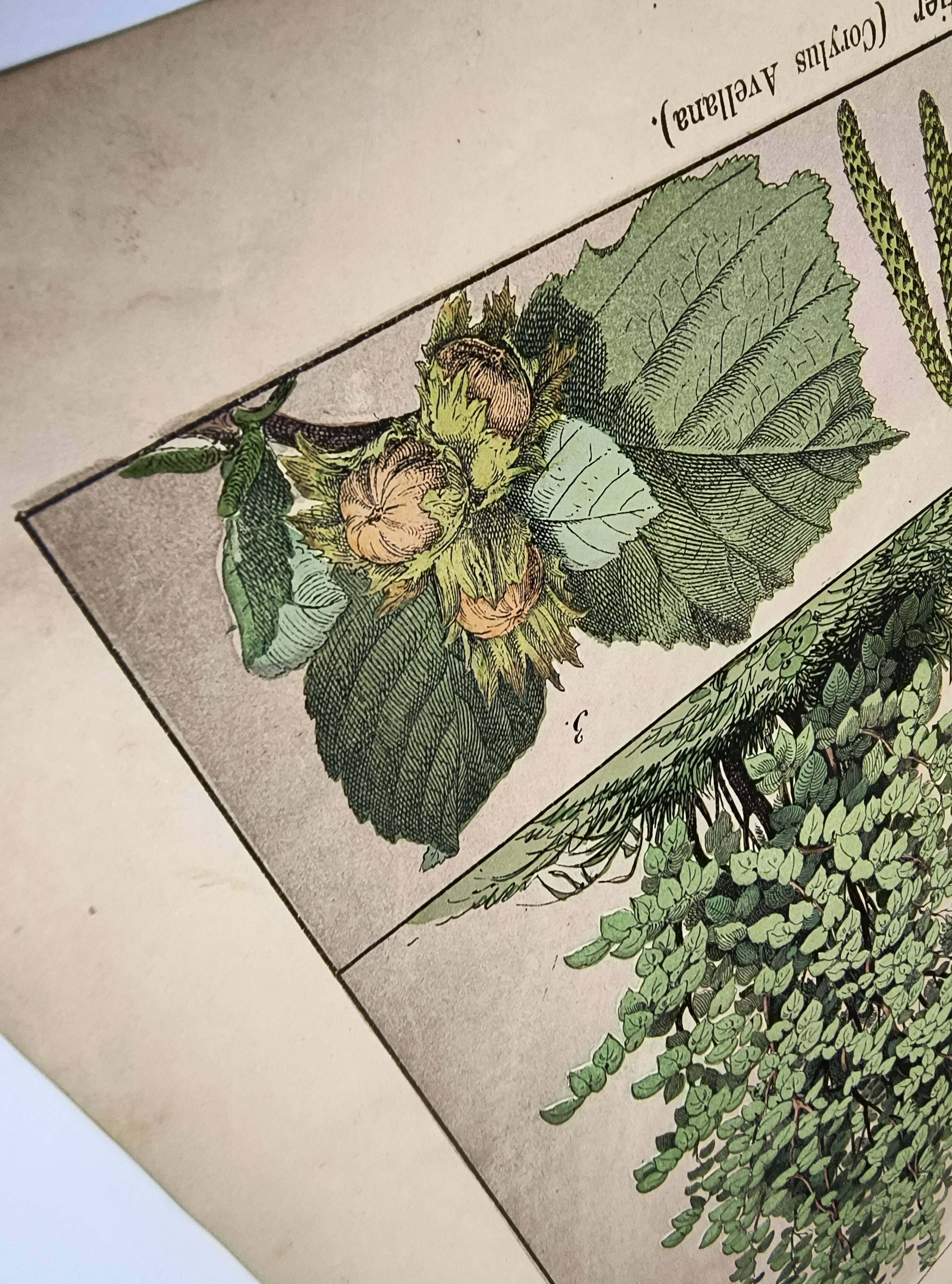 Botanical engraving 1870 - Walnut and Hazelnut - Tree Plate