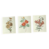 Set of 3 antique rose and flower engravings