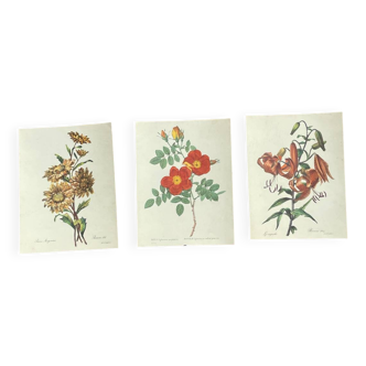 Set of 3 antique rose and flower engravings
