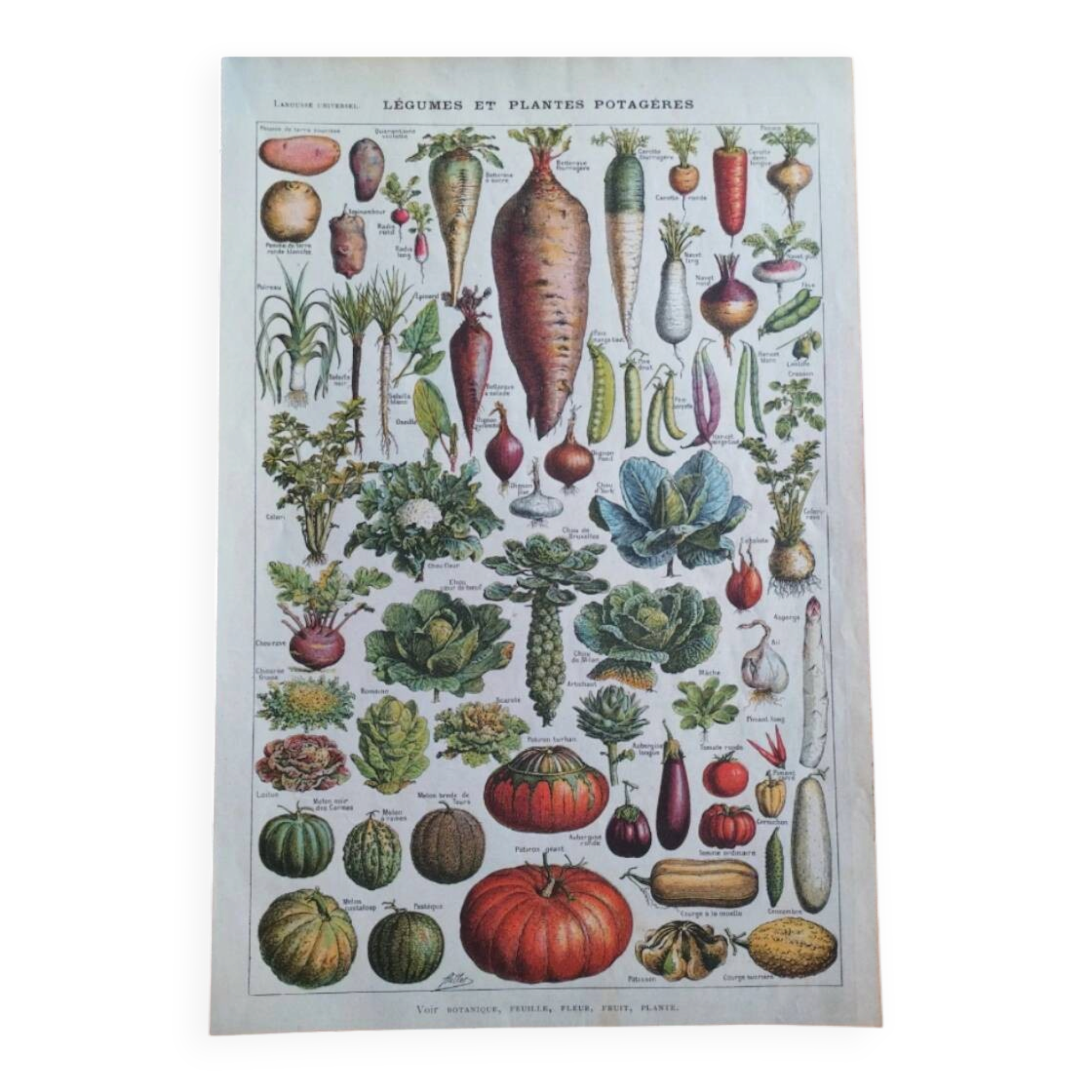 Botanical plate lithograph vegetable garden Larousse encyclopedia 20th century