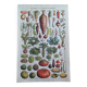 Botanical plate lithograph vegetable garden Larousse encyclopedia 20th century
