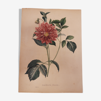 Dahlia rosea botanical plank lithographed and coloured, sertum botanicum volume 4, 1832