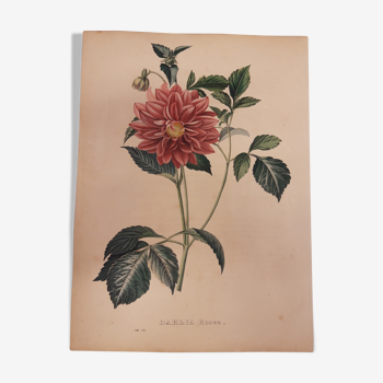 Planche botanique Dahlia rosea lithographiée et coloriée, sertum botanicum tome 4, 1832