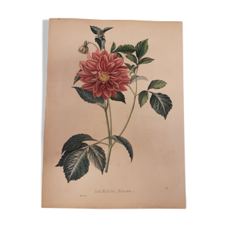 Planche botanique Dahlia rosea lithographiée et coloriée, sertum botanicum tome 4, 1832