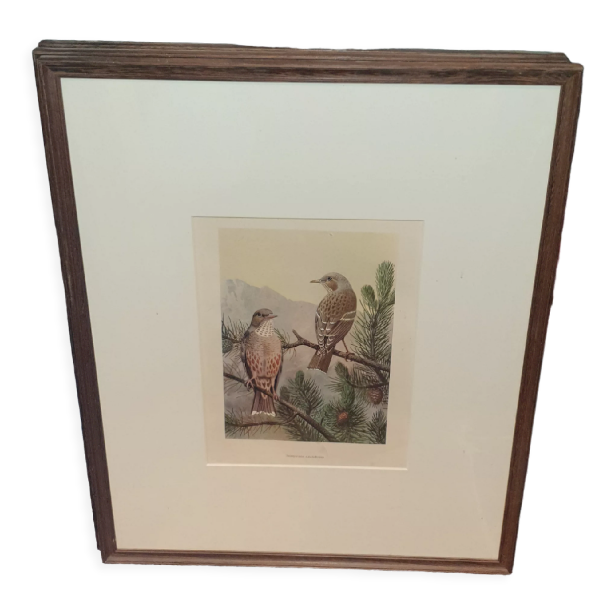 Ornithological engraving titled in Russian